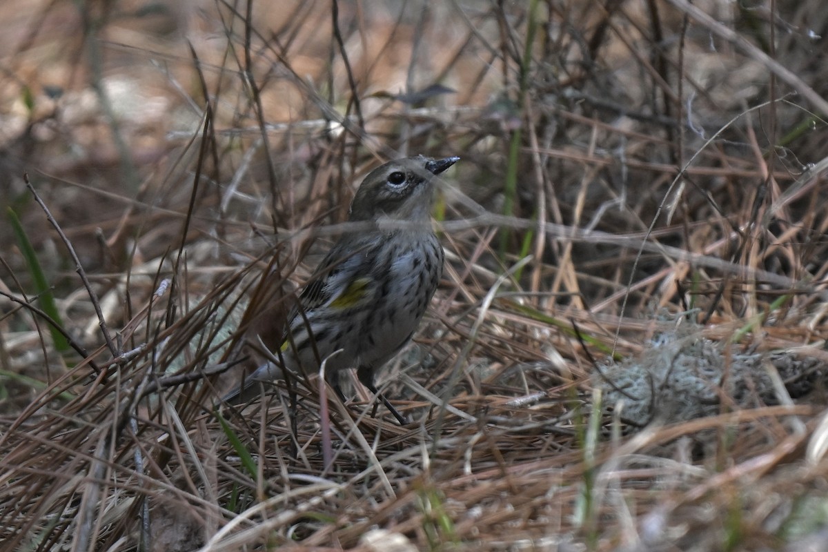 Yellow-rumped Warbler (Myrtle) - ML631640062