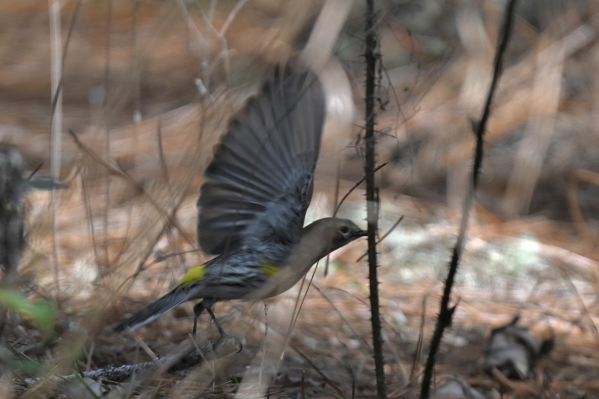 Yellow-rumped Warbler (Myrtle) - ML631640063