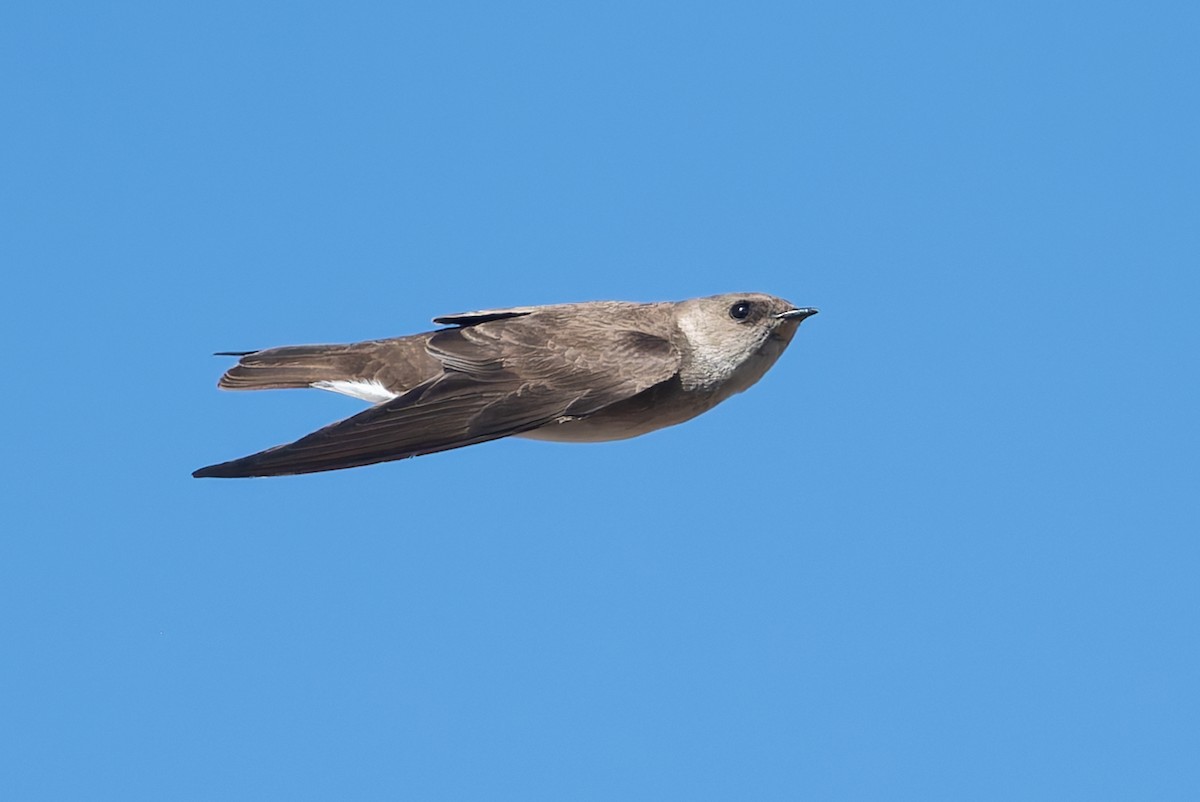 Northern Rough-winged Swallow - ML631640066