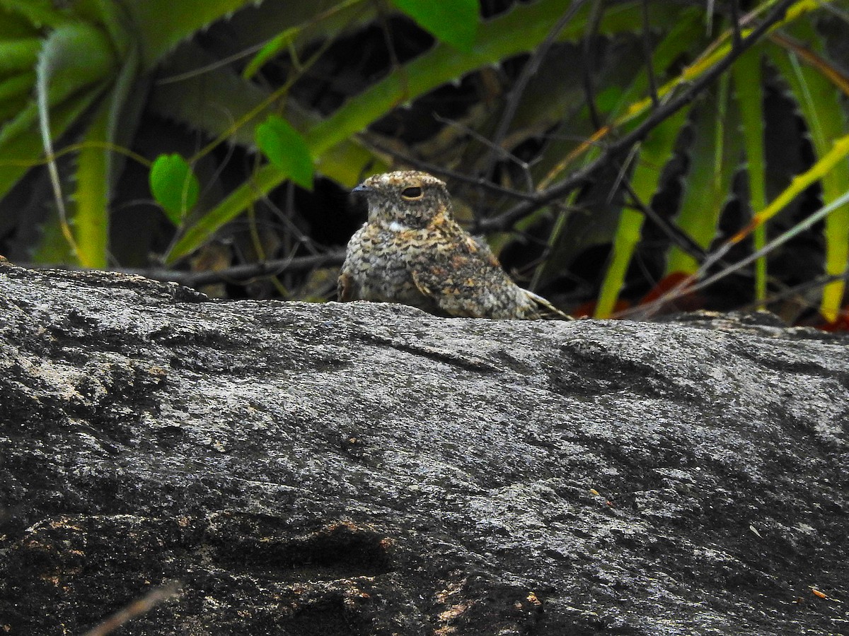 Pygmy Nightjar - ML631640131