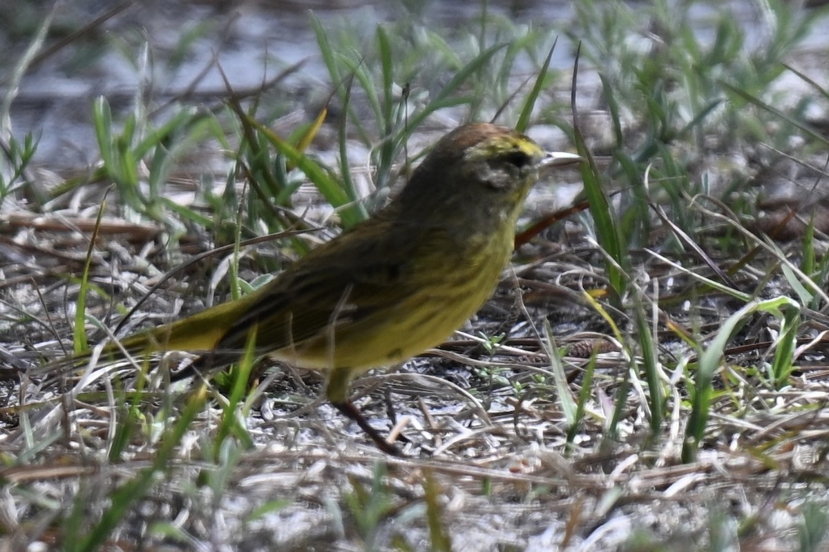 Palm Warbler (Yellow) - ML631640164