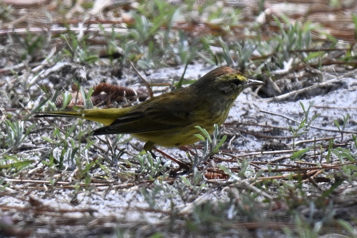 Palm Warbler (Yellow) - ML631640165