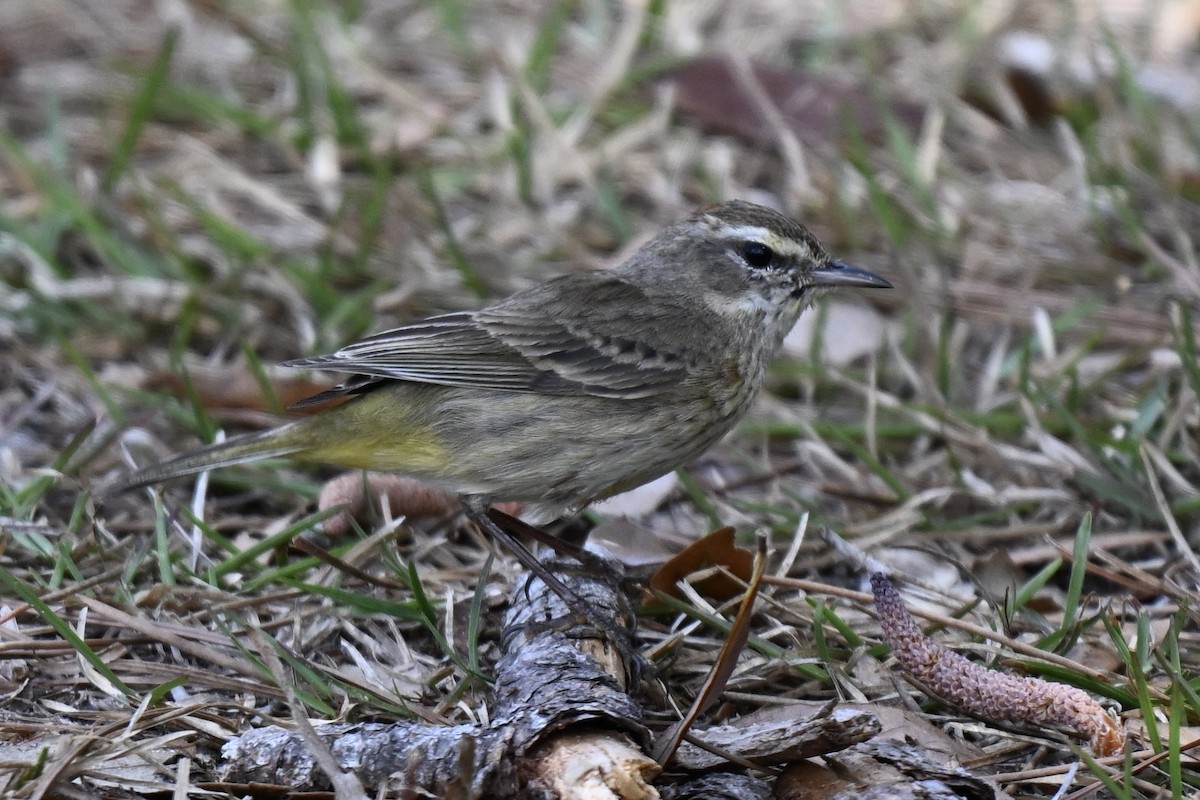 Palm Warbler (Western) - ML631640209