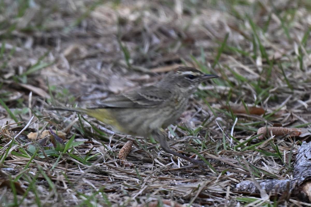 Palm Warbler (Western) - ML631640210