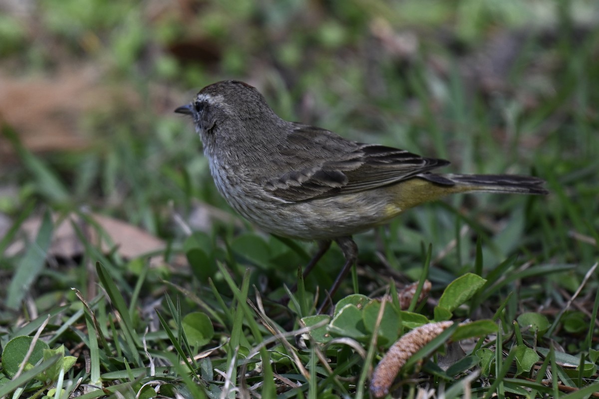 Palm Warbler (Western) - ML631640211