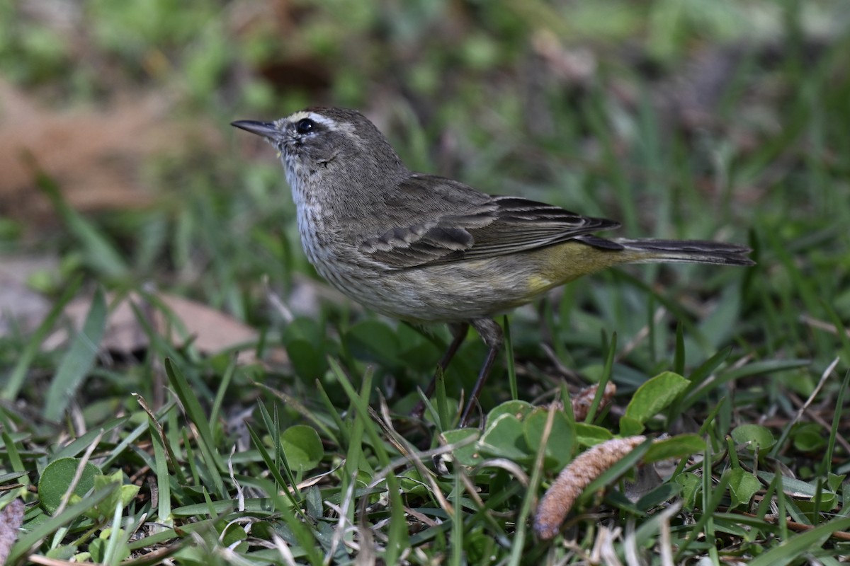 Palm Warbler (Western) - ML631640212