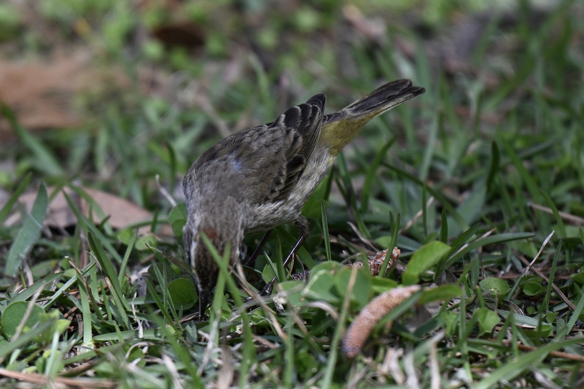 Palm Warbler (Western) - ML631640213