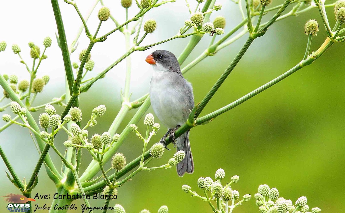 White-bellied Seedeater - ML631640369