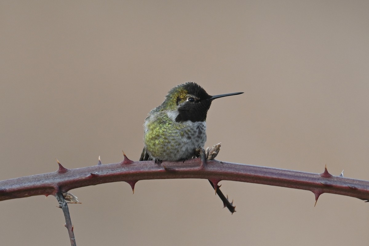 Anna's Hummingbird - ML631640618