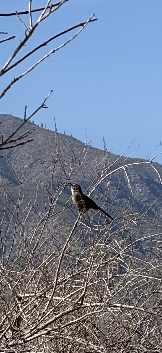 California Thrasher - ML631640735