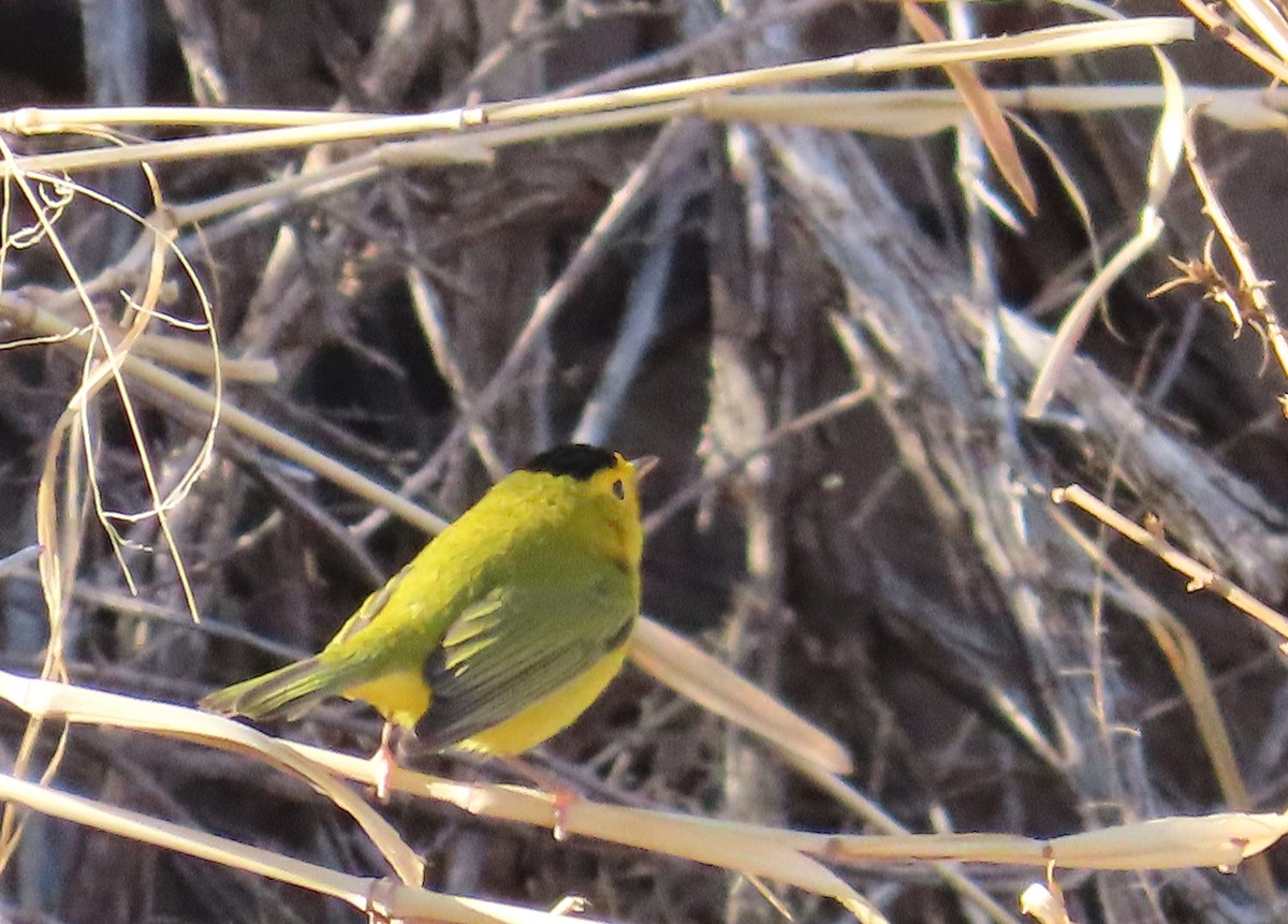 Wilson's Warbler - ML631640756