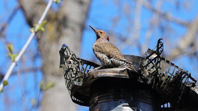 Northern Flicker (Yellow-shafted) - ML631640811
