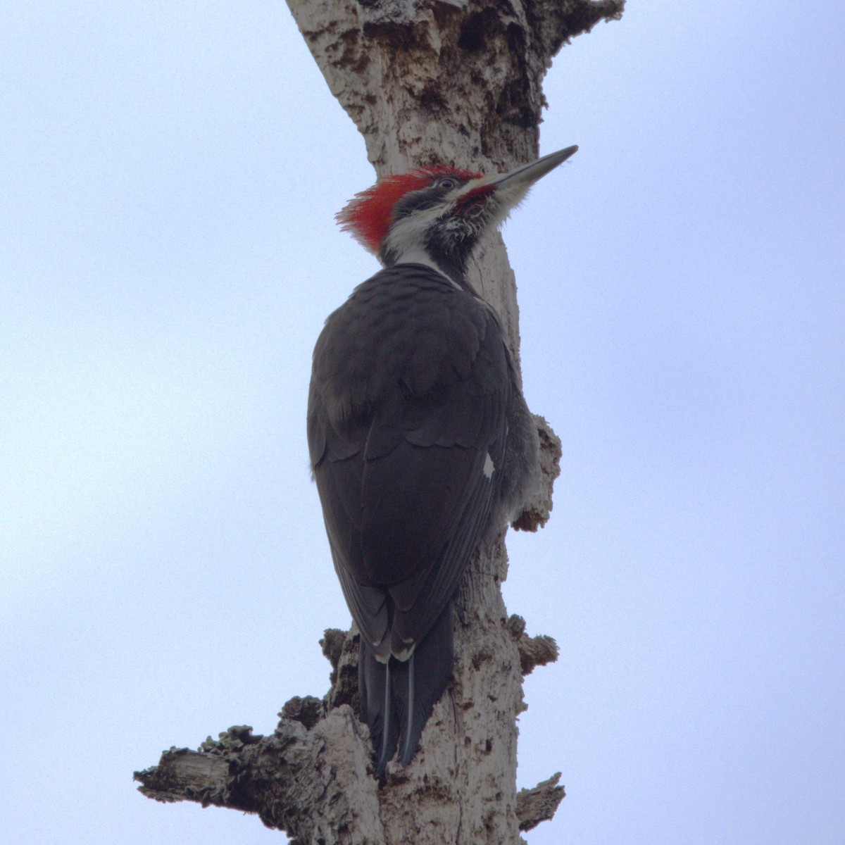 Pileated Woodpecker - ML631640905
