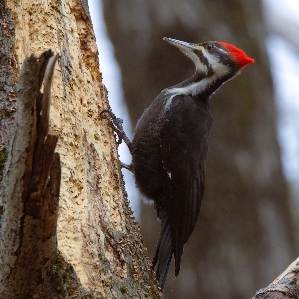 Pileated Woodpecker - ML631640906