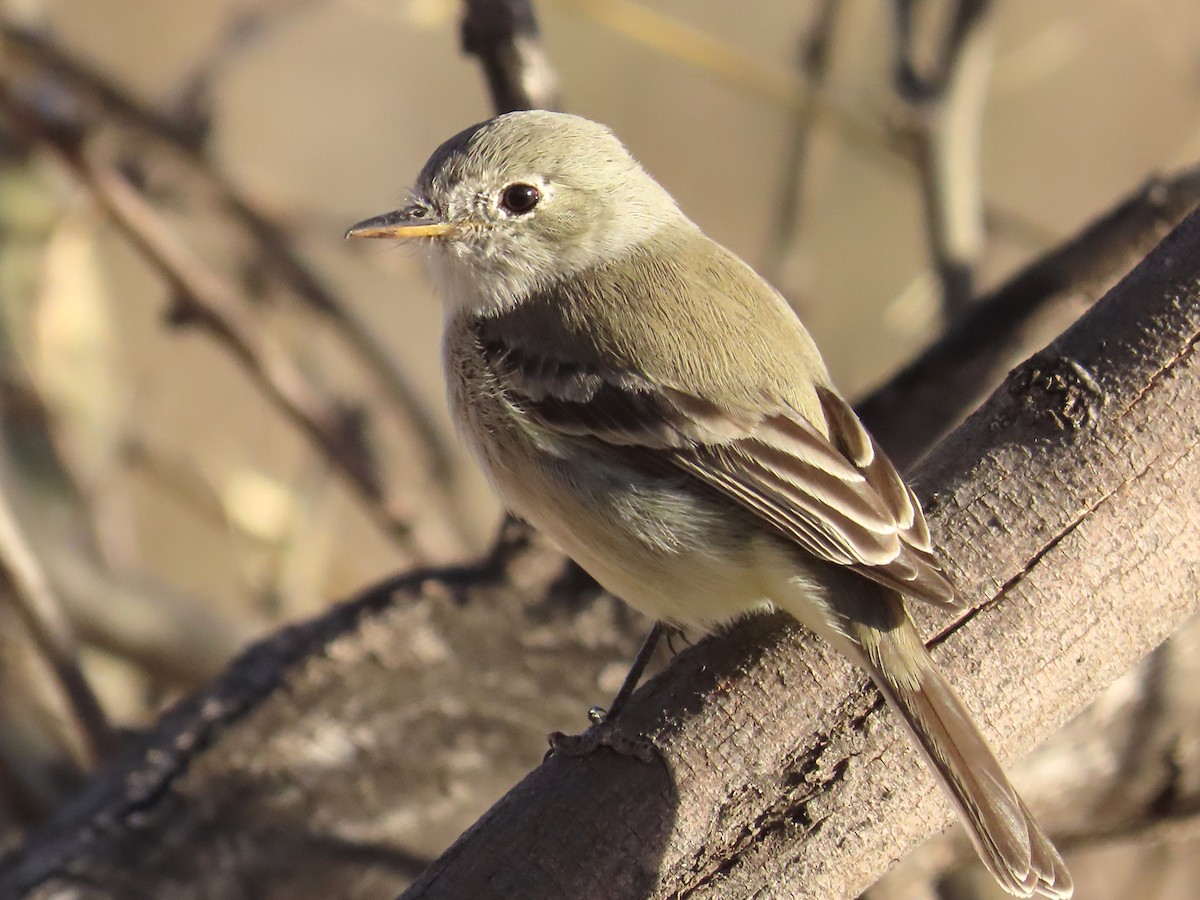 Gray Flycatcher - ML631641169