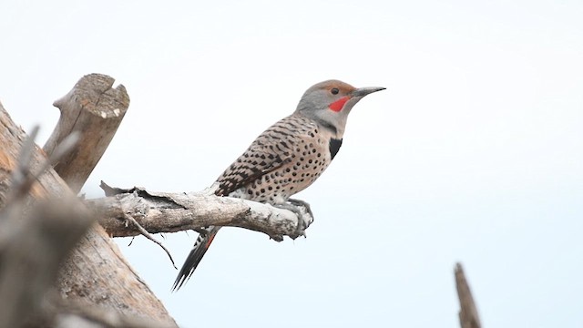 Northern Flicker (Red-shafted) - ML631641171