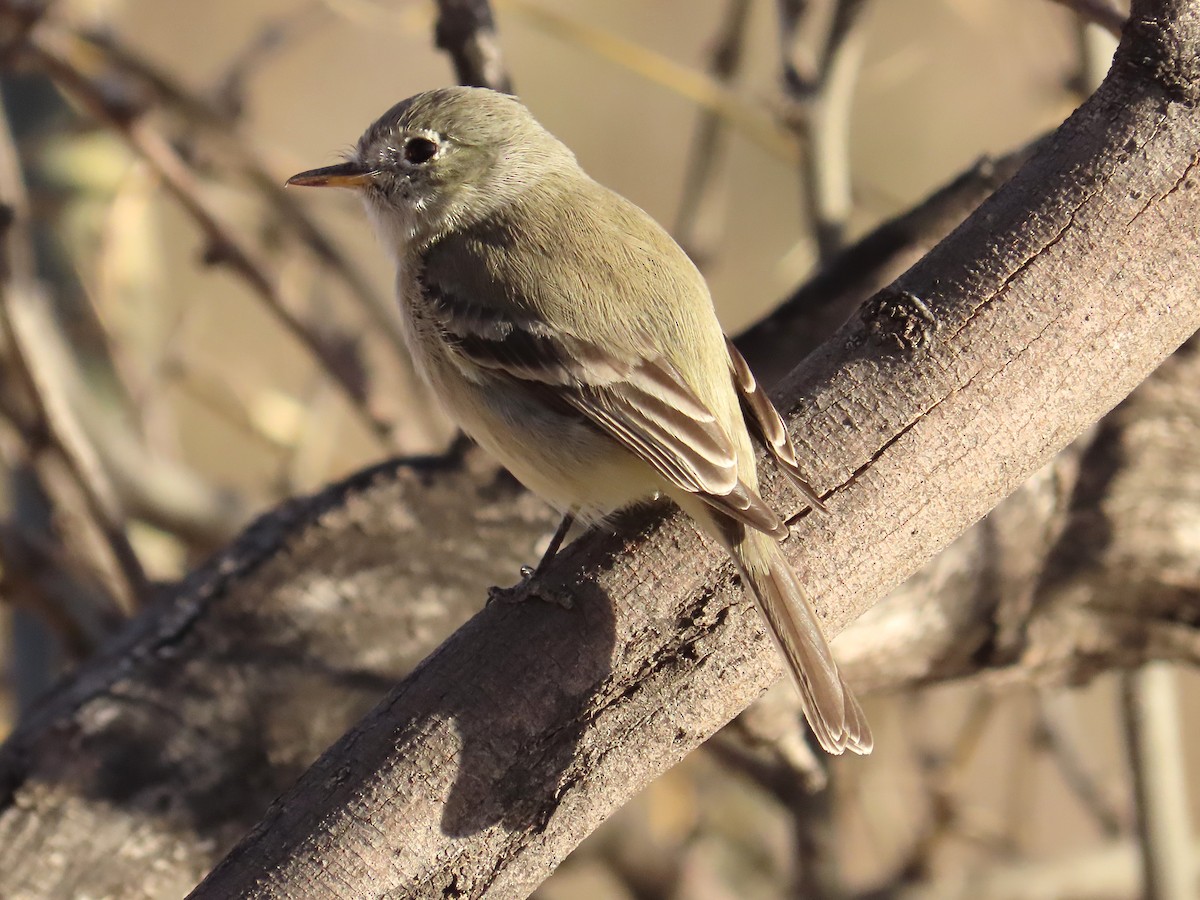 Gray Flycatcher - ML631641174