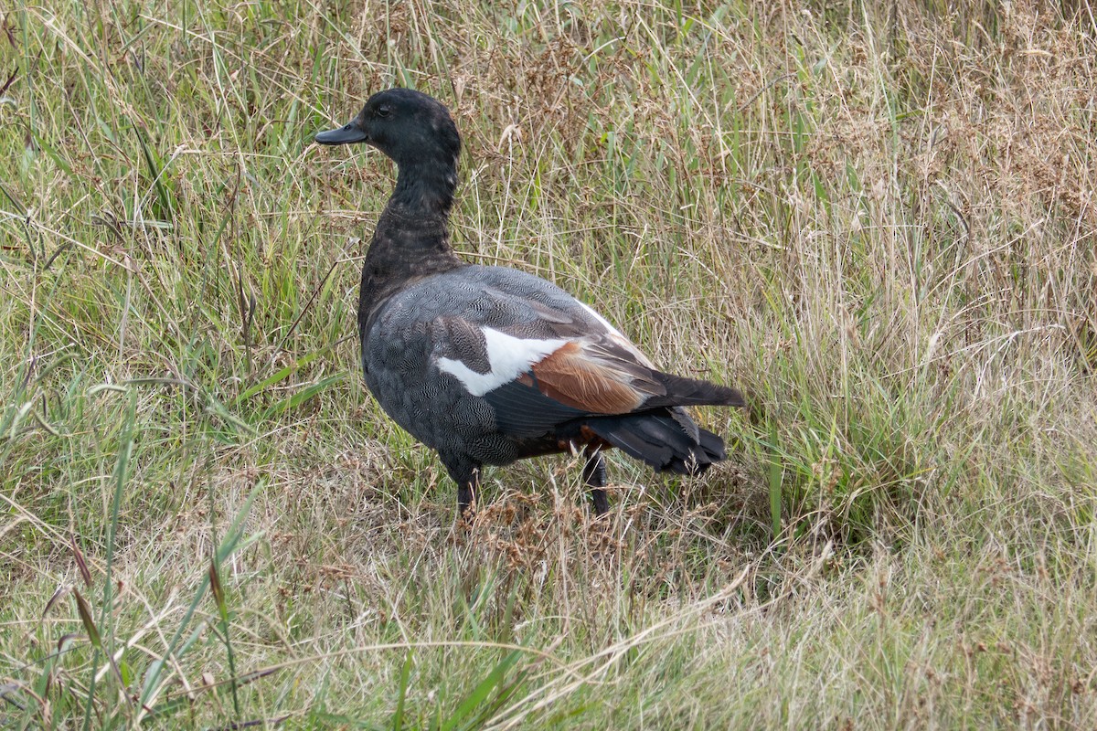 Paradise Shelduck - ML631641221
