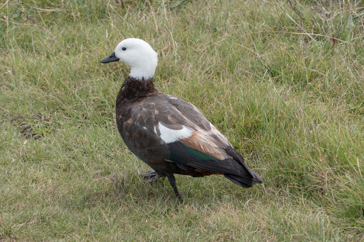 Paradise Shelduck - ML631641222