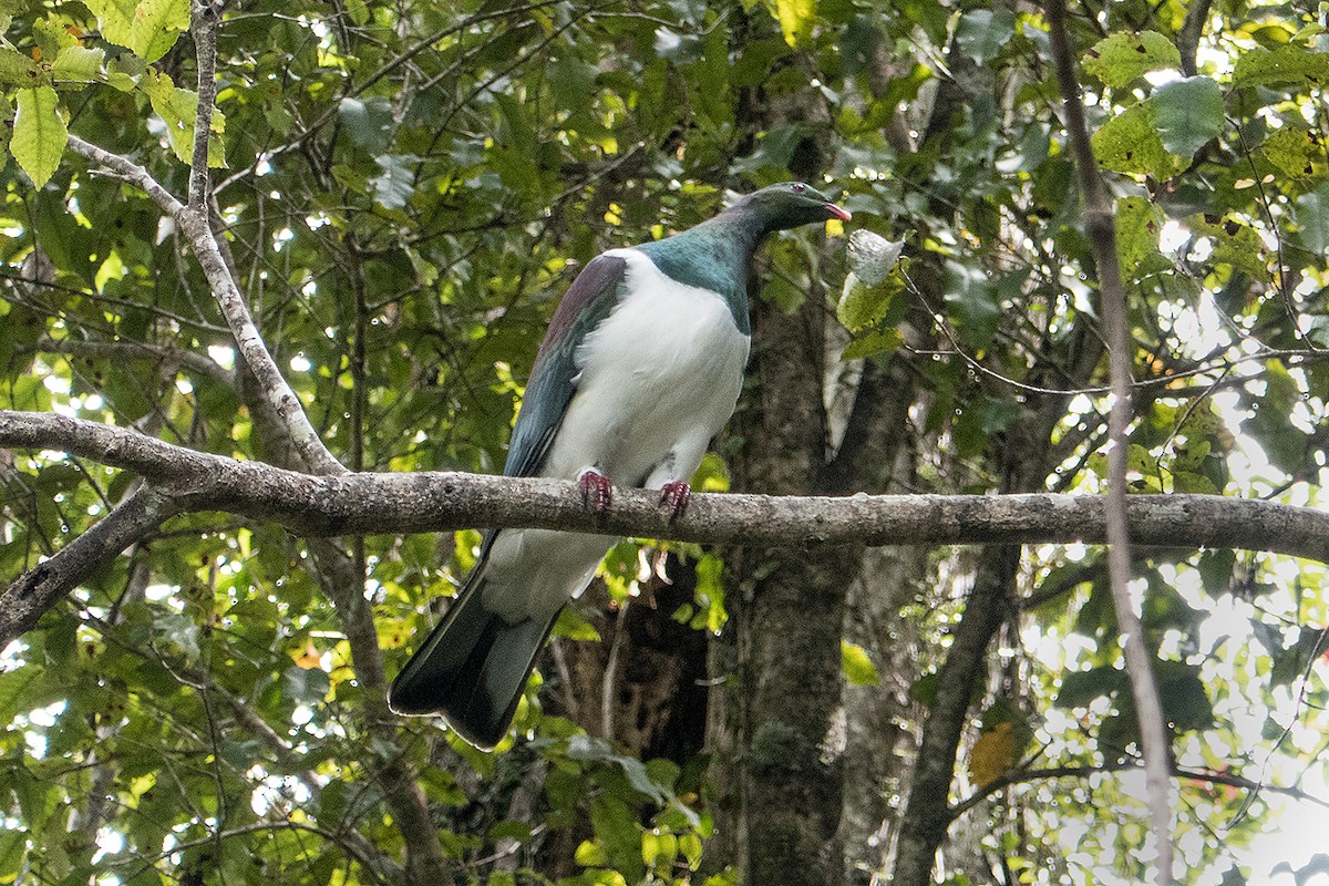 New Zealand Pigeon - ML631641229