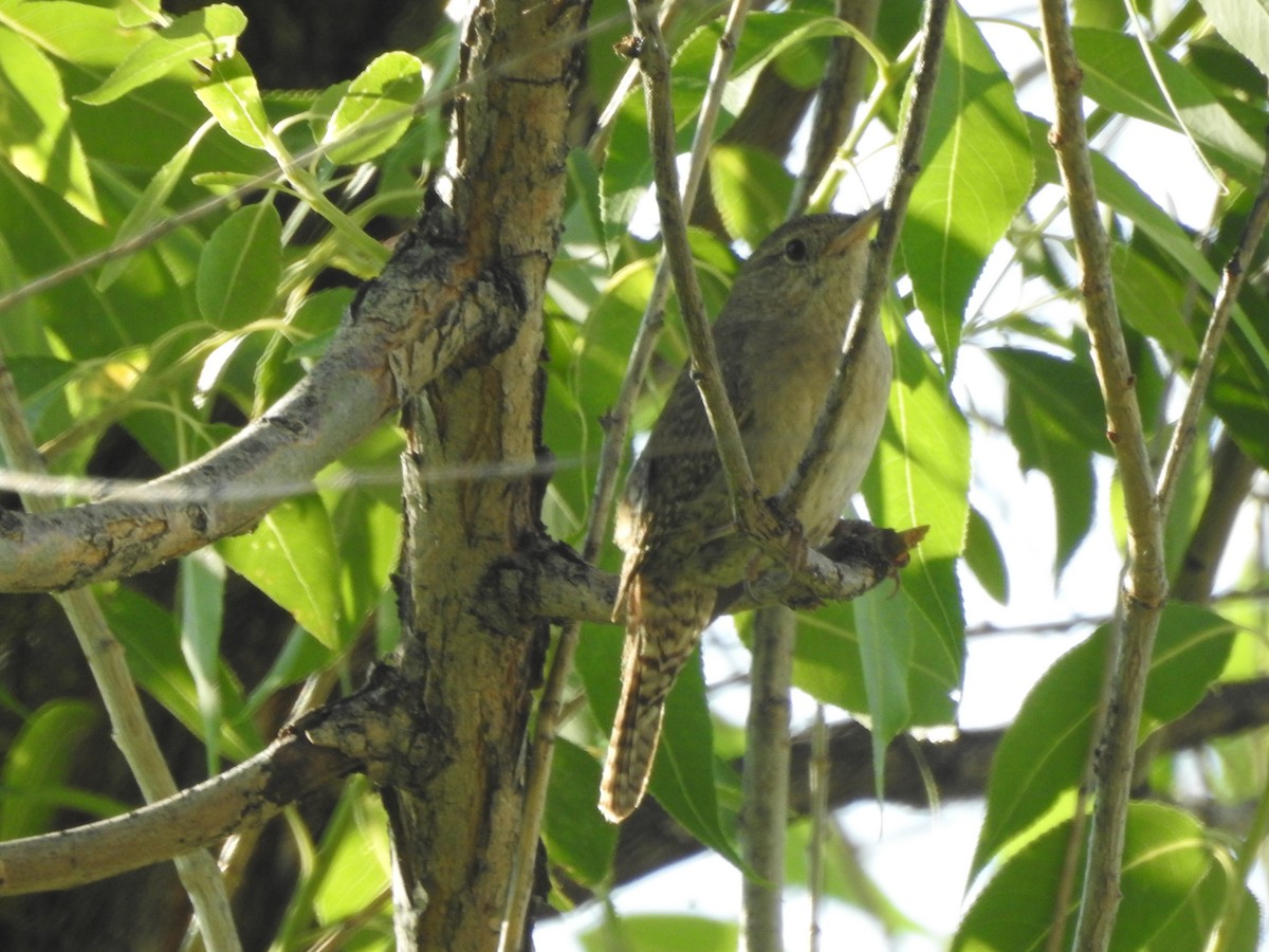 Northern House Wren - ML63164141