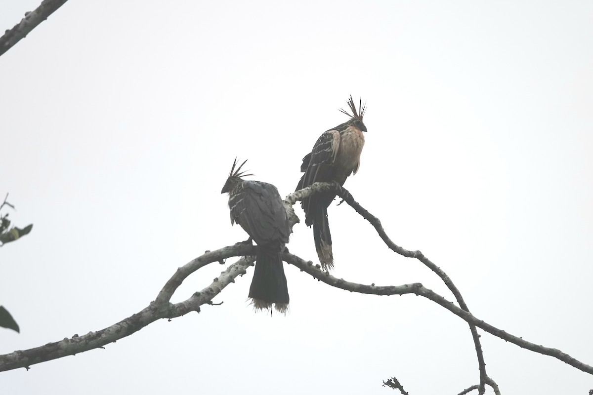 hoatzin - ML631641412
