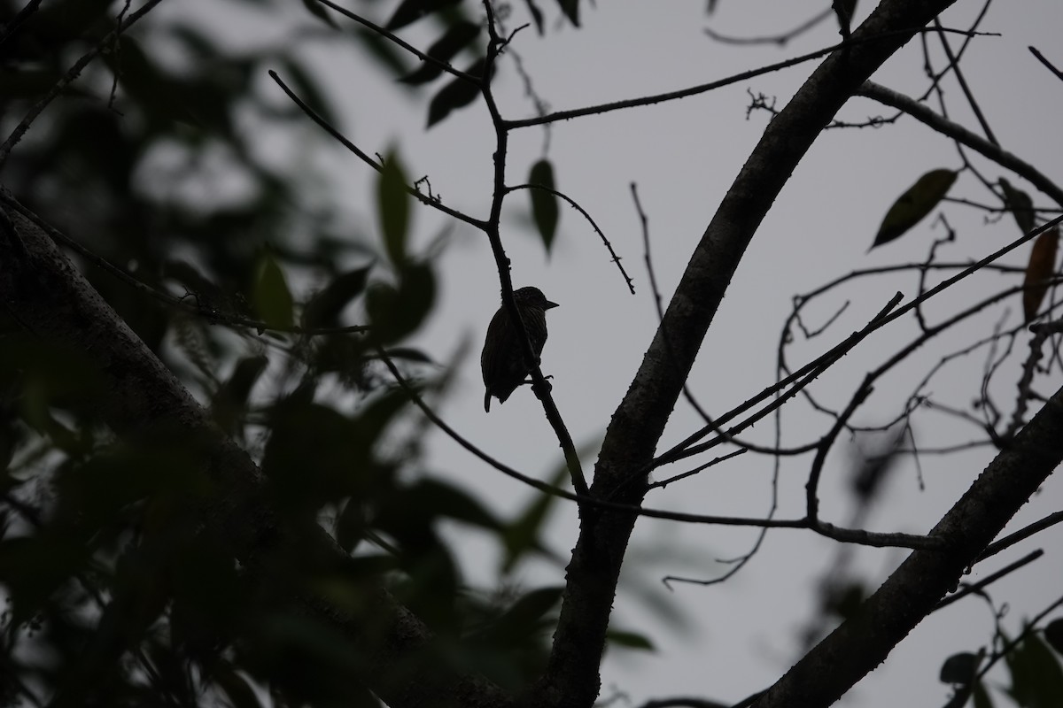 Lafresnaye's Piculet - ML631641436