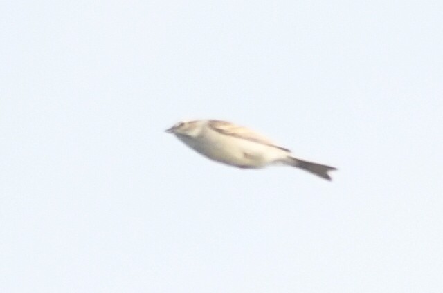 Chipping x Clay-colored Sparrow (hybrid) - ML631641851
