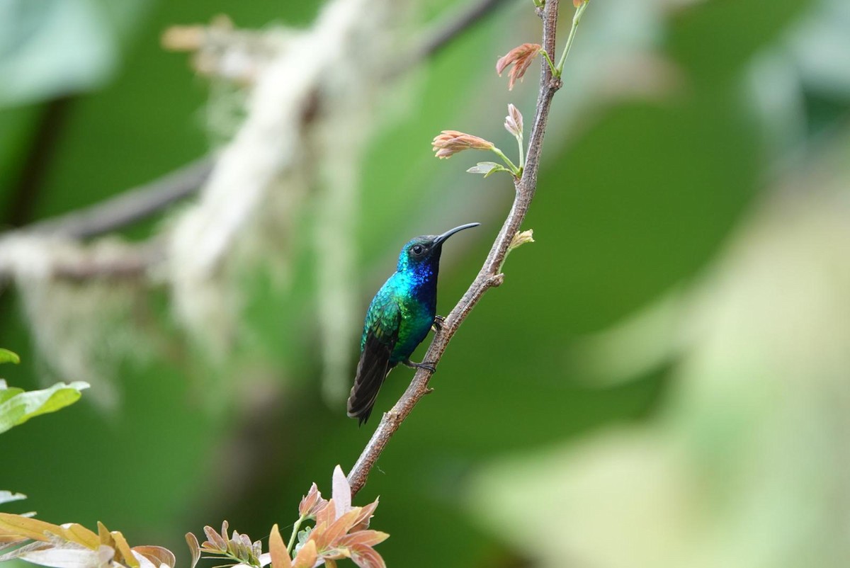 Santa Marta Sabrewing - ML631641933