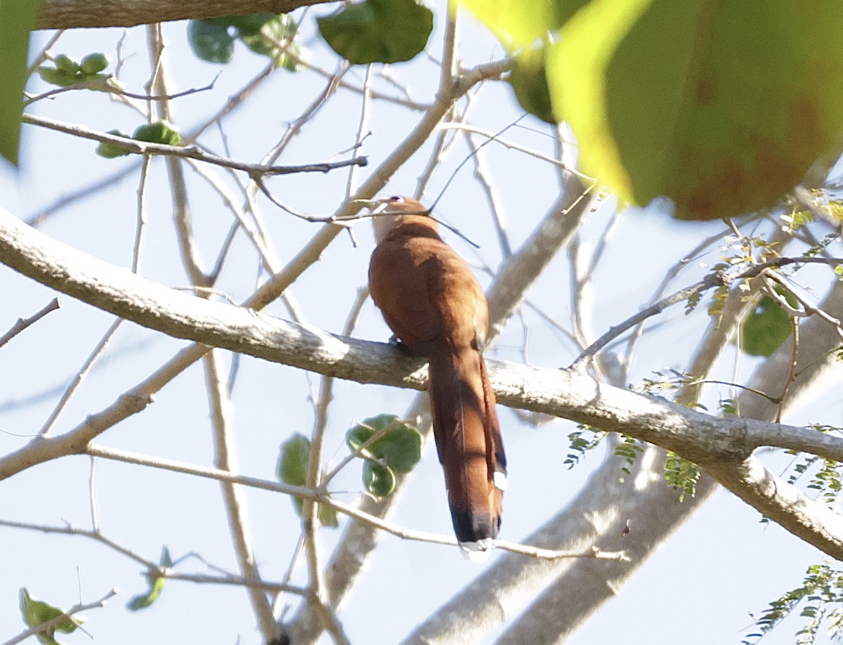 Squirrel Cuckoo - ML631642002