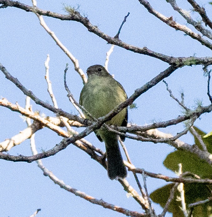 Greater Antillean Elaenia - ML631642142