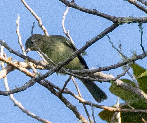 Greater Antillean Elaenia - ML631642143