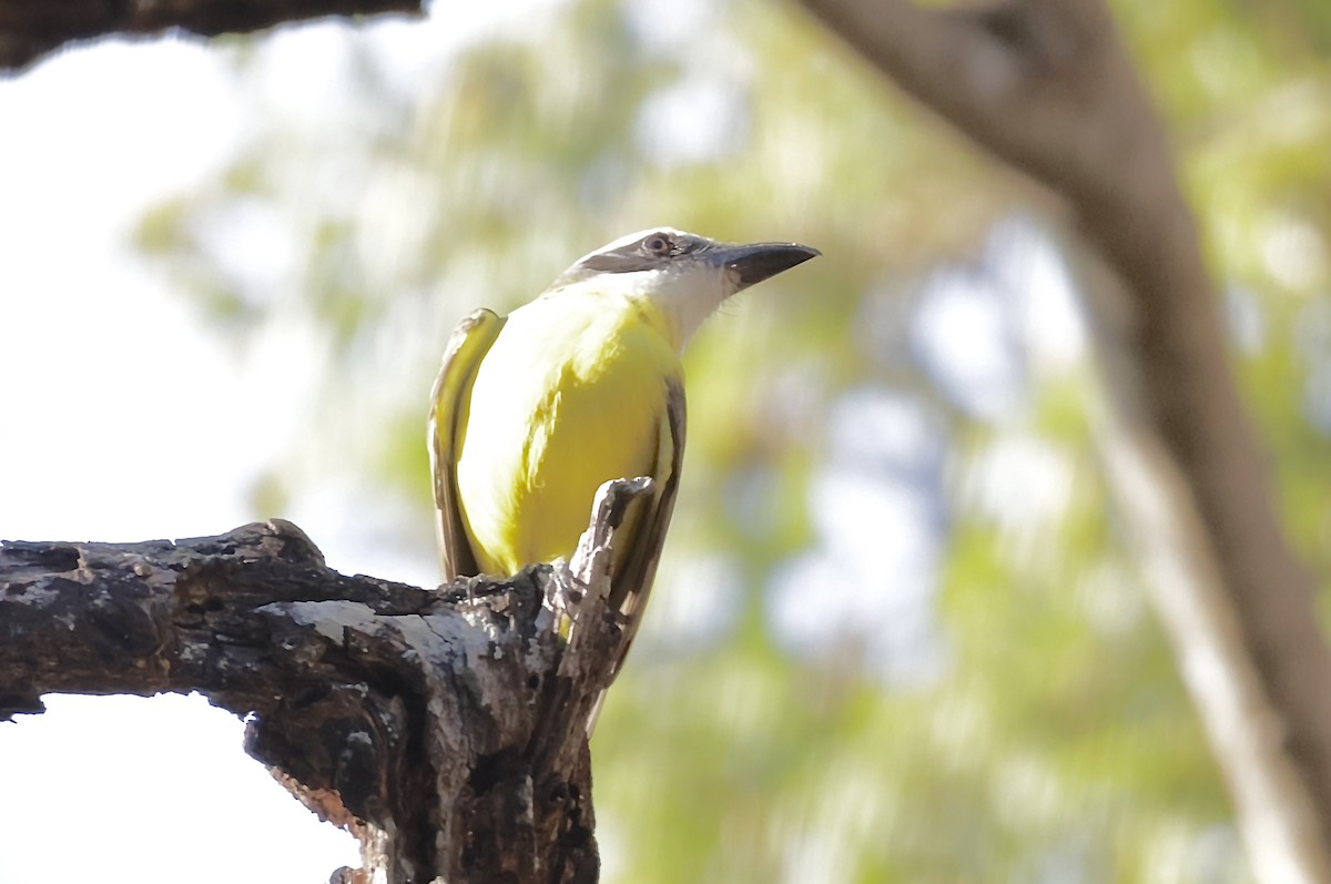Great Kiskadee - ML631642427