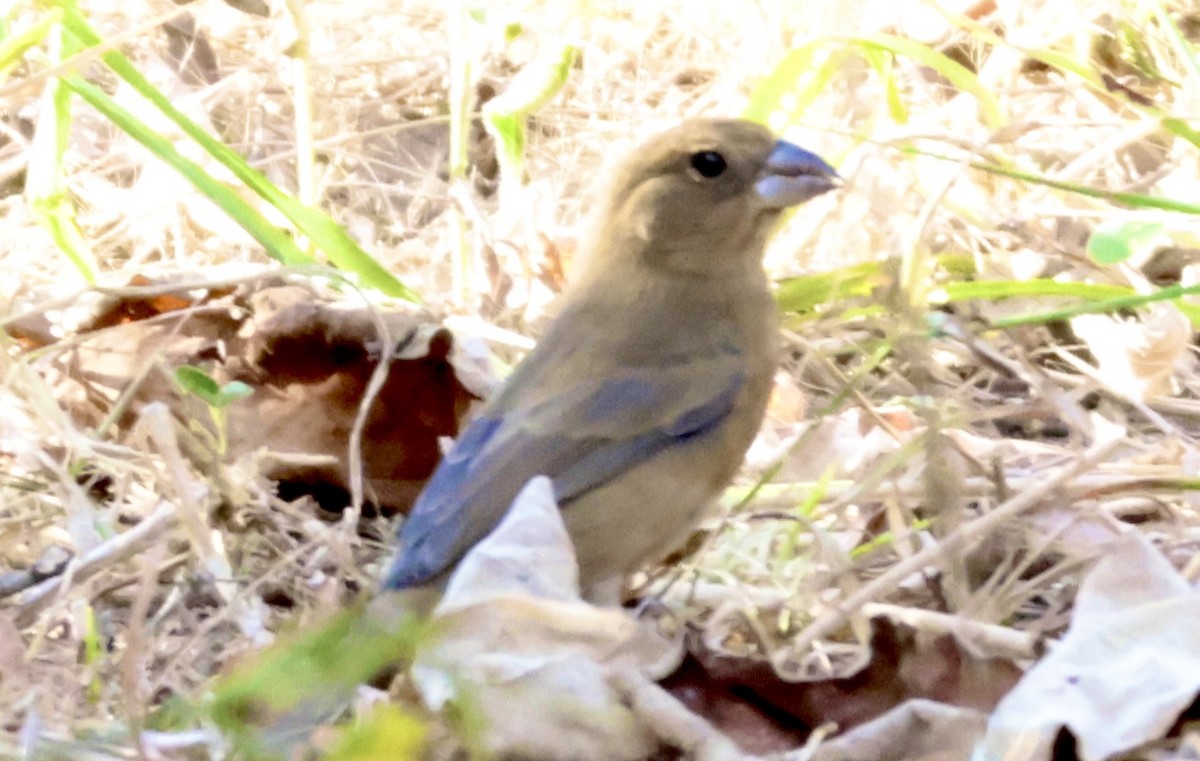 Blue Grosbeak - ML631642448