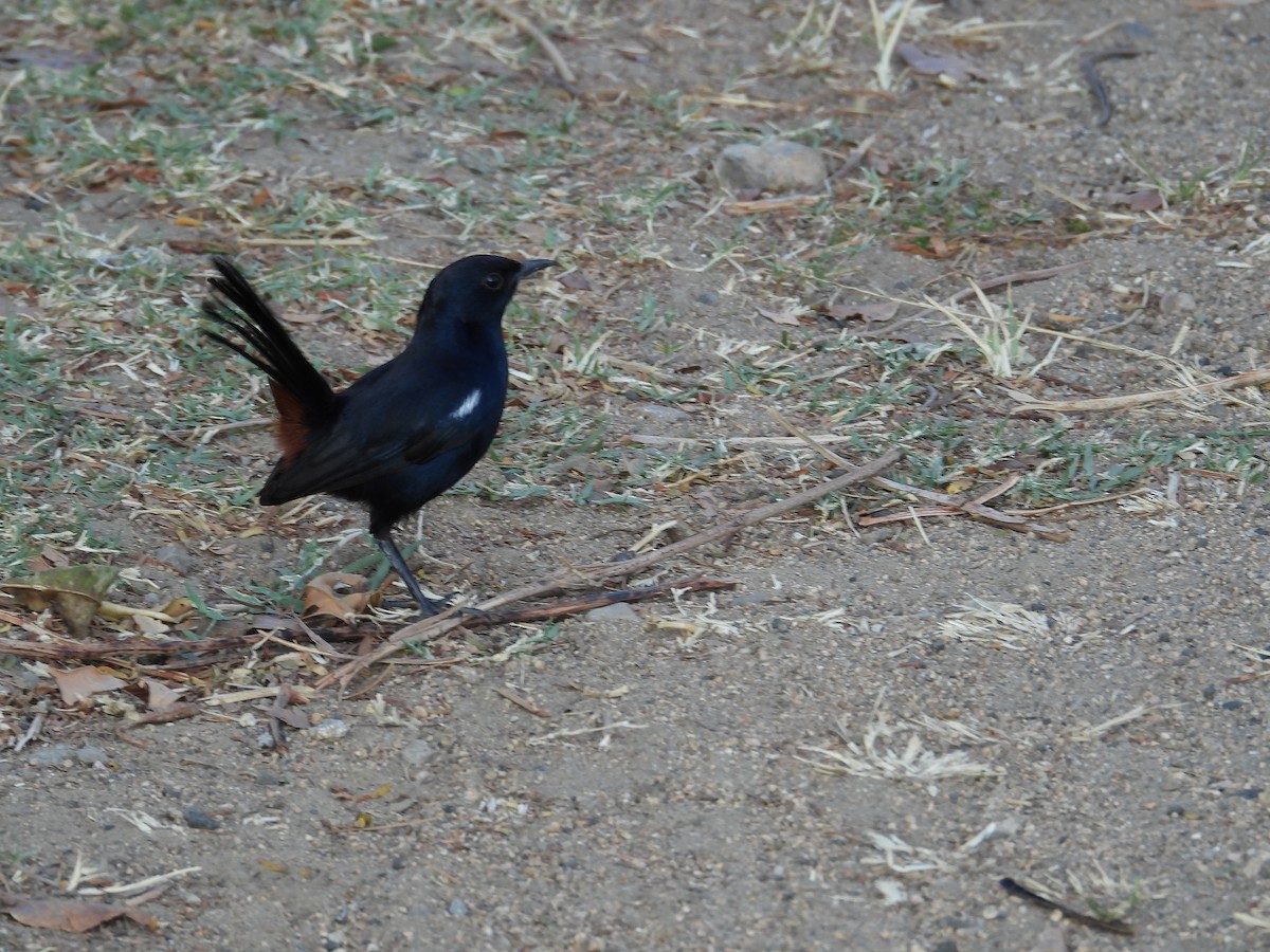 Indian Robin - ML631642907
