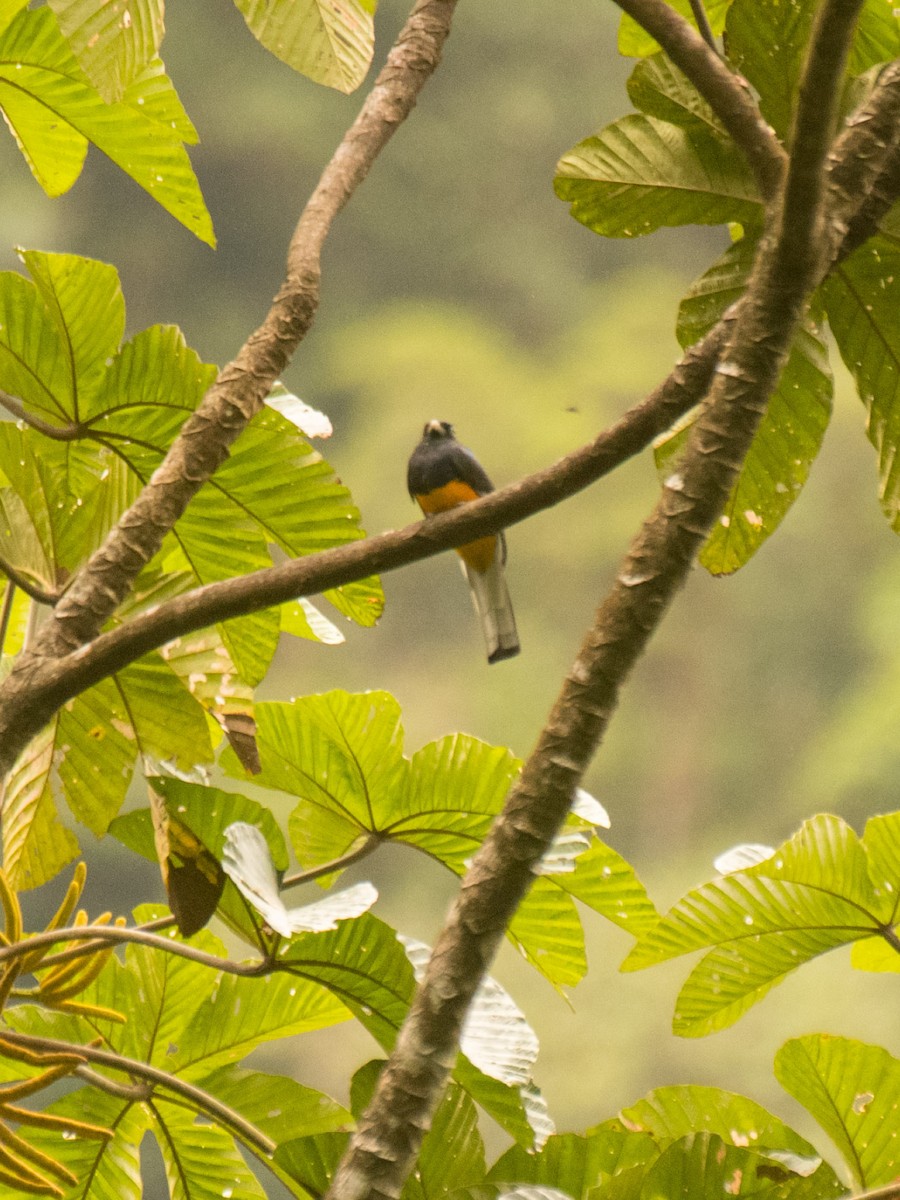 White-tailed Trogon - ML631642982