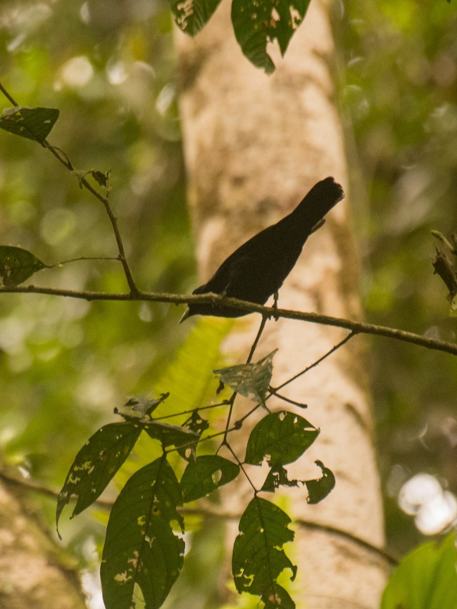 Scarlet-rumped Cacique (Pacific) - ML631642989
