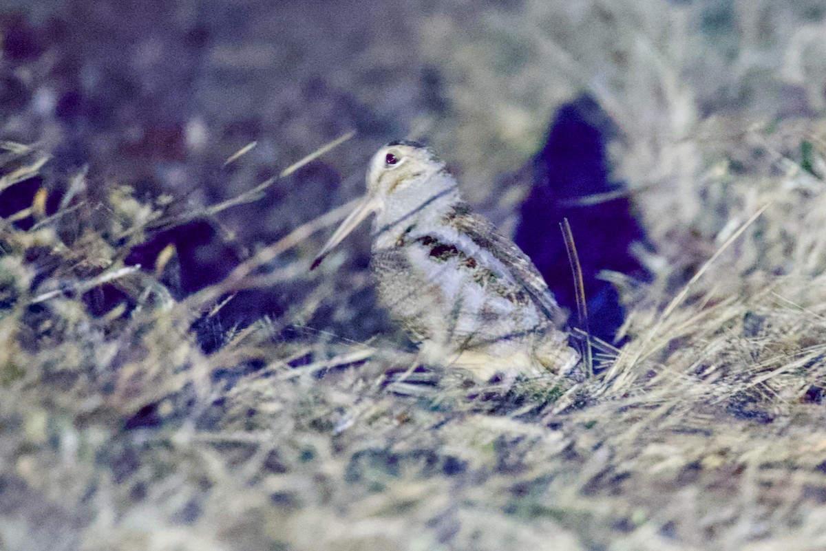 American Woodcock - ML631643133