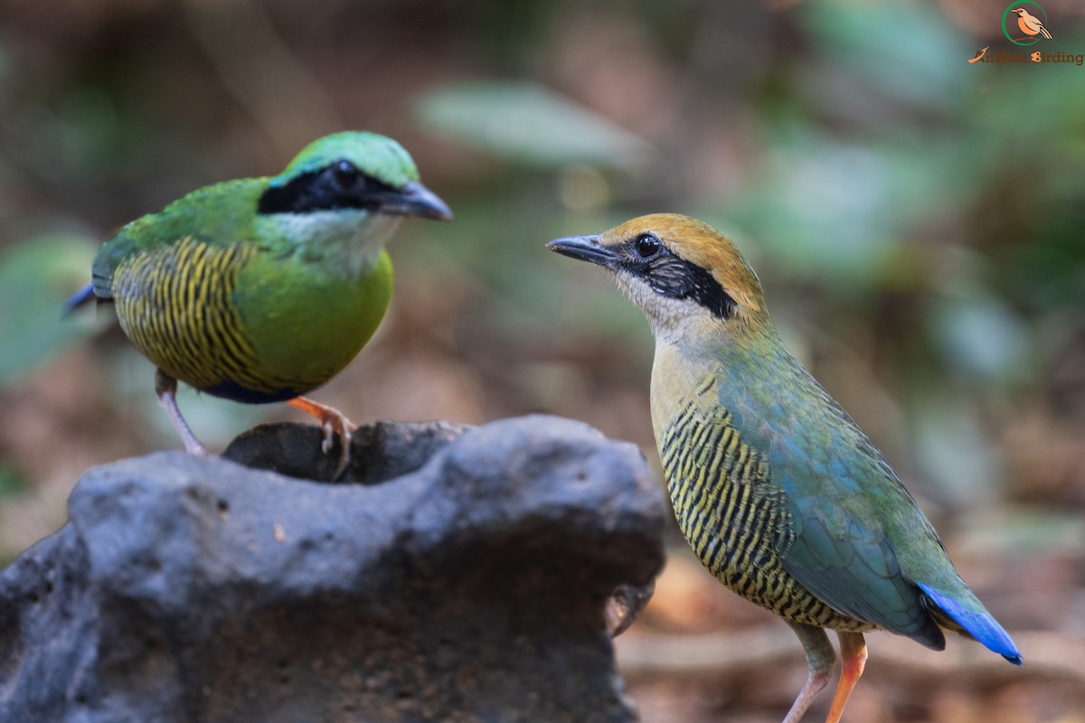 Bar-bellied Pitta - ML631643298