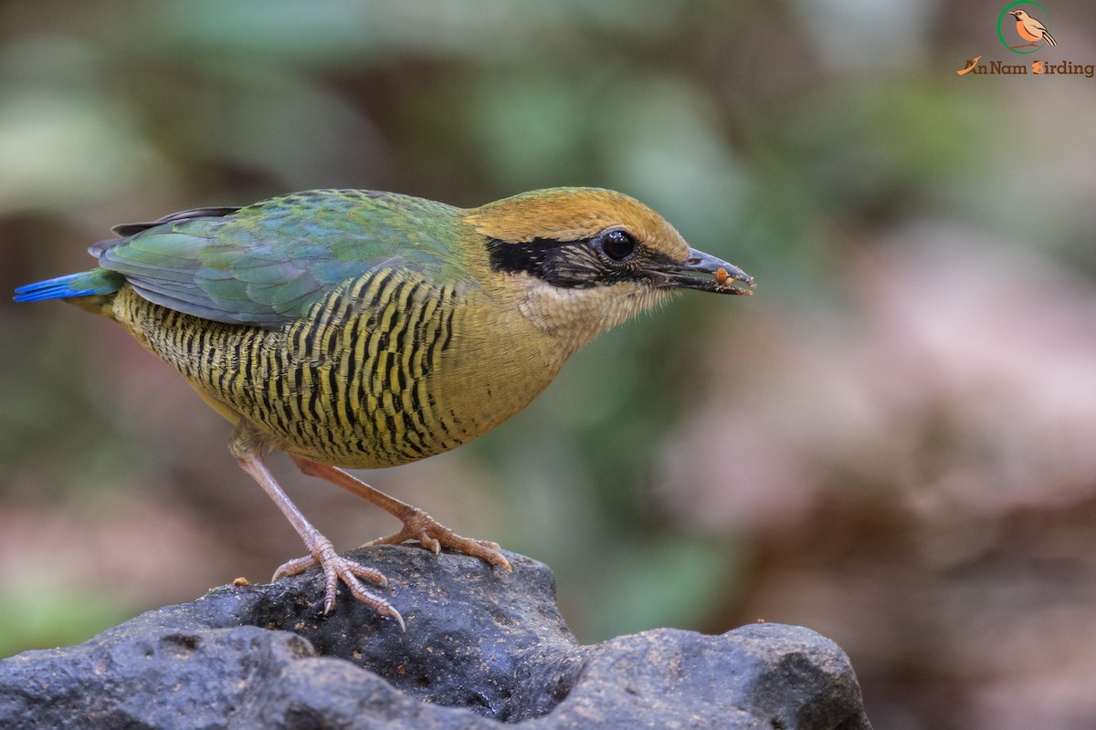 Bar-bellied Pitta - ML631643313