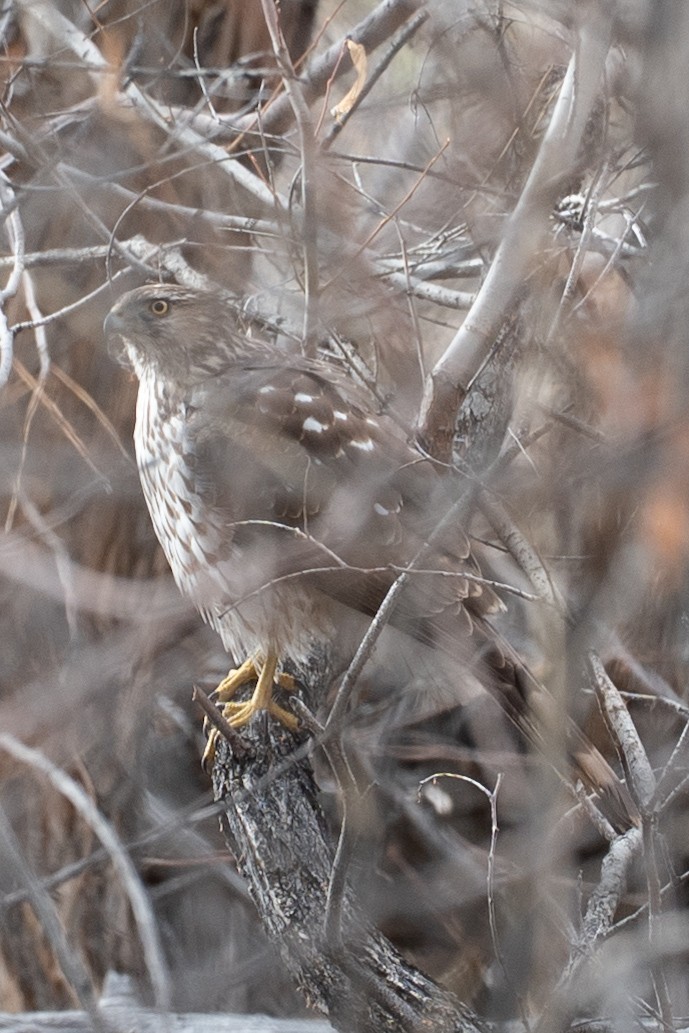 Cooper's Hawk - ML631643391