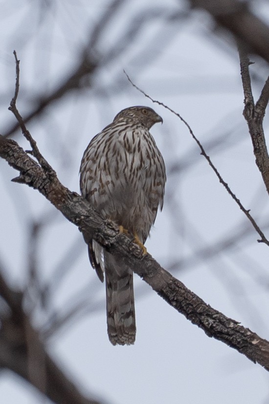 Cooper's Hawk - ML631643392