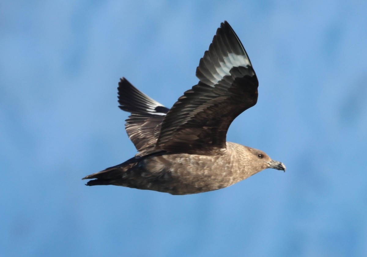 Brown Skua - ML631643393