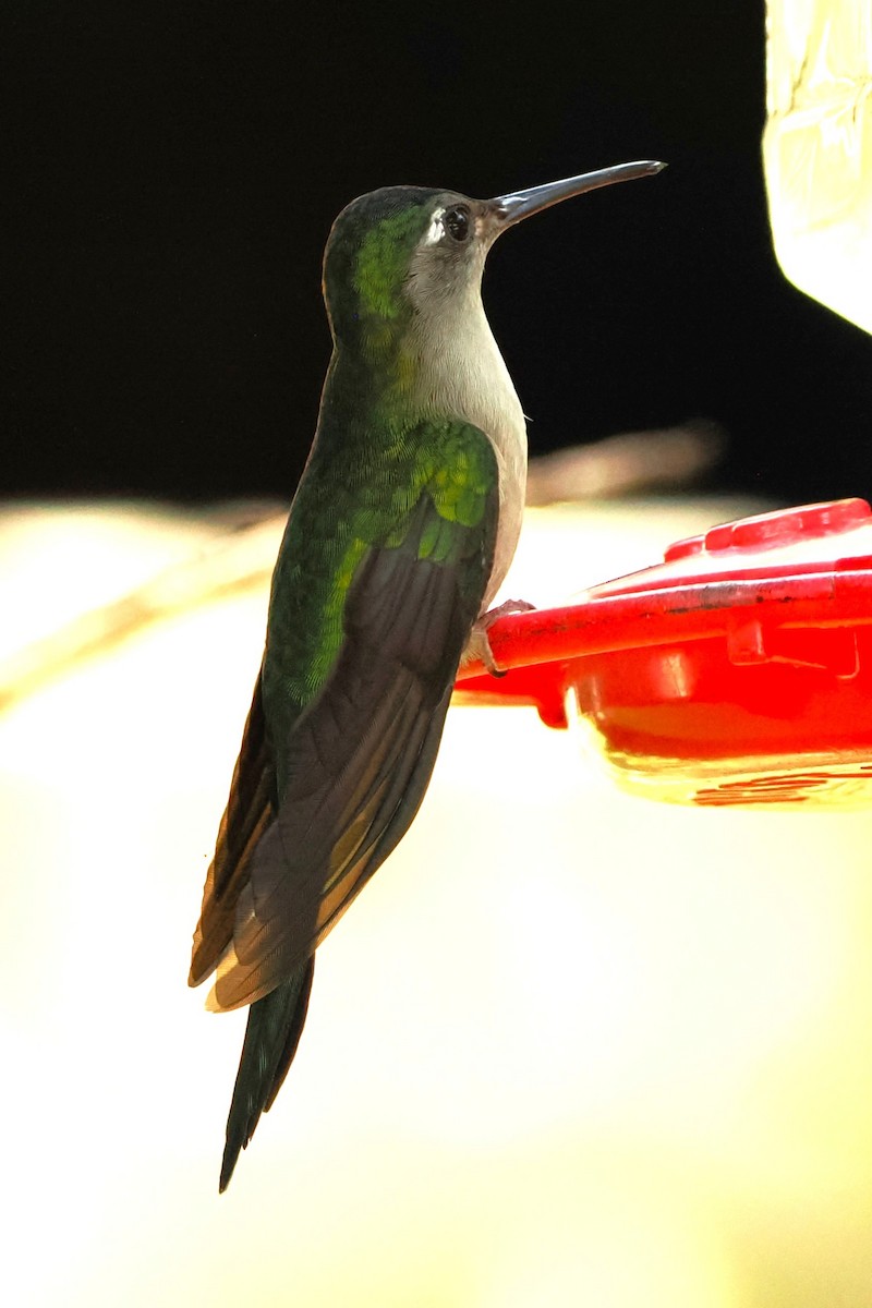 Wedge-tailed Sabrewing - ML631643511