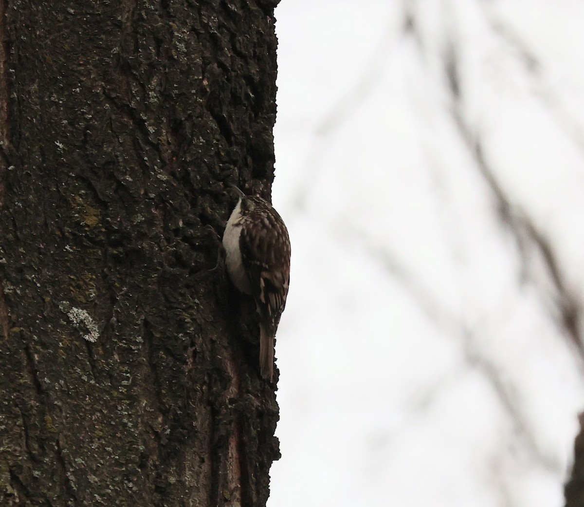 Brown Creeper - ML631643570