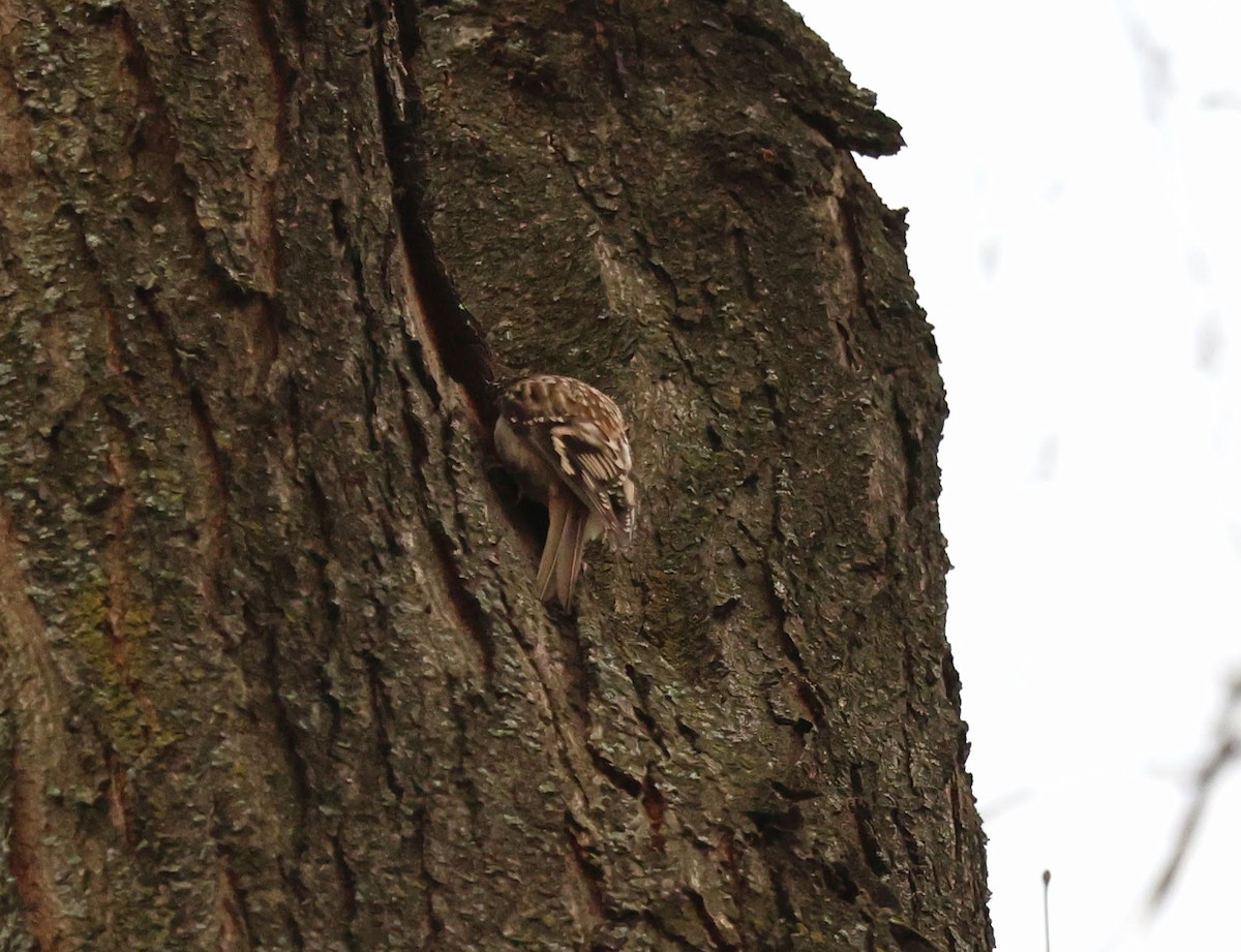 Brown Creeper - ML631643657