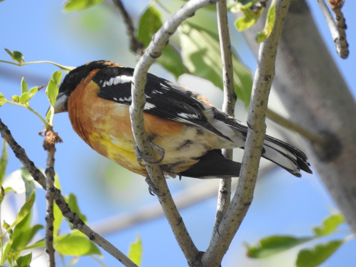 Black-headed Grosbeak - ML63164371