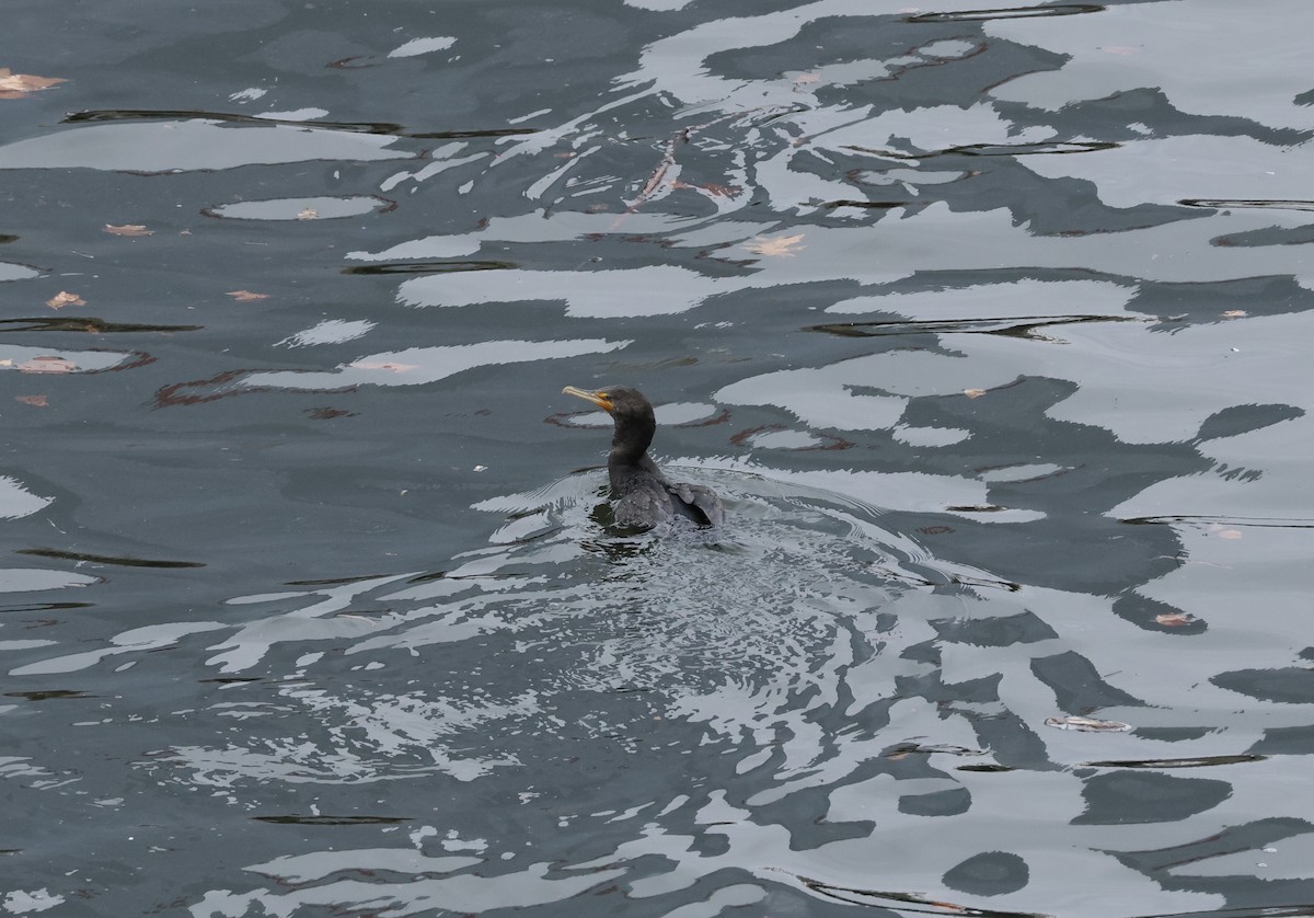 Double-crested Cormorant - ML631643738