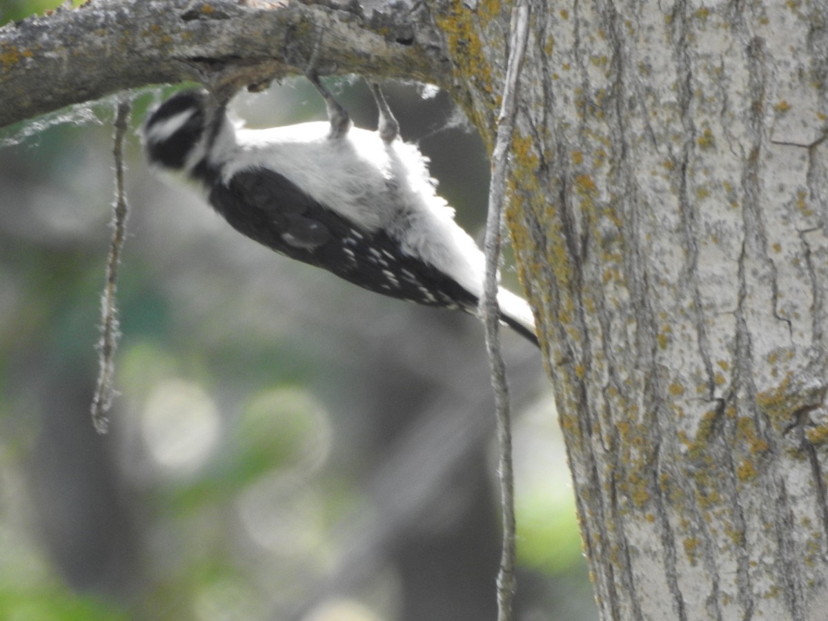 Downy Woodpecker - ML63164381