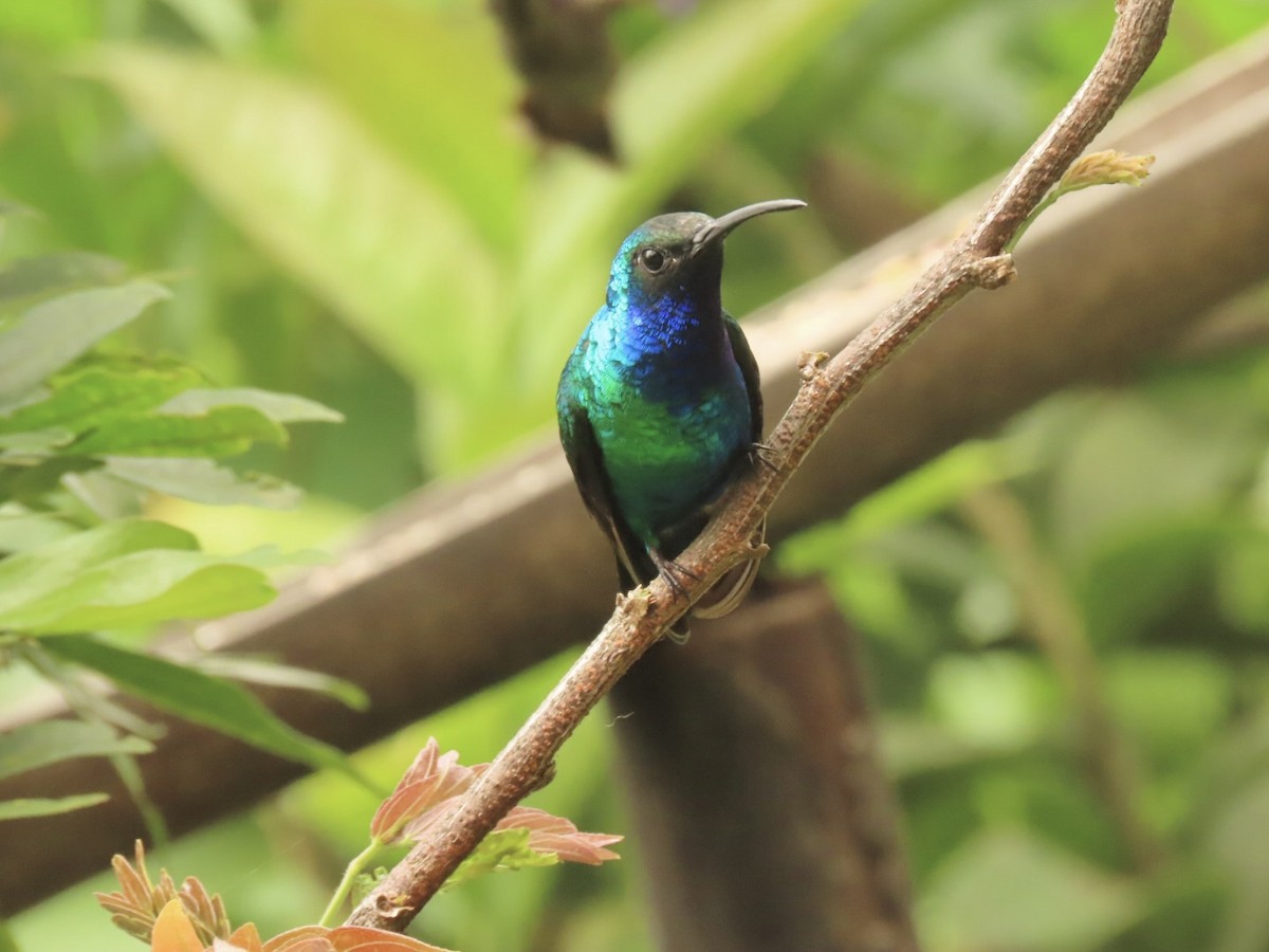 Santa Marta Sabrewing - ML631643848